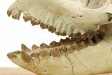 Fossil Oreodont (Merycoidodon) Skull - South Dakota #284373-7